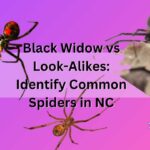 Black_Widow_vs_Look-Alikes_Identify_Common_Spiders_in_NC