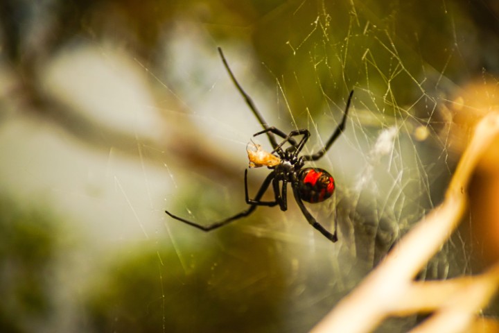 Closeup of a southern black widow on a spider silk