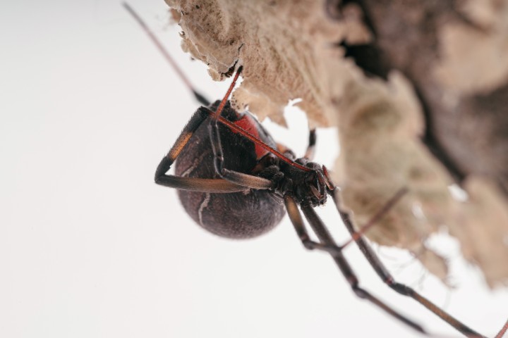 Closeup shot of brown widow spider